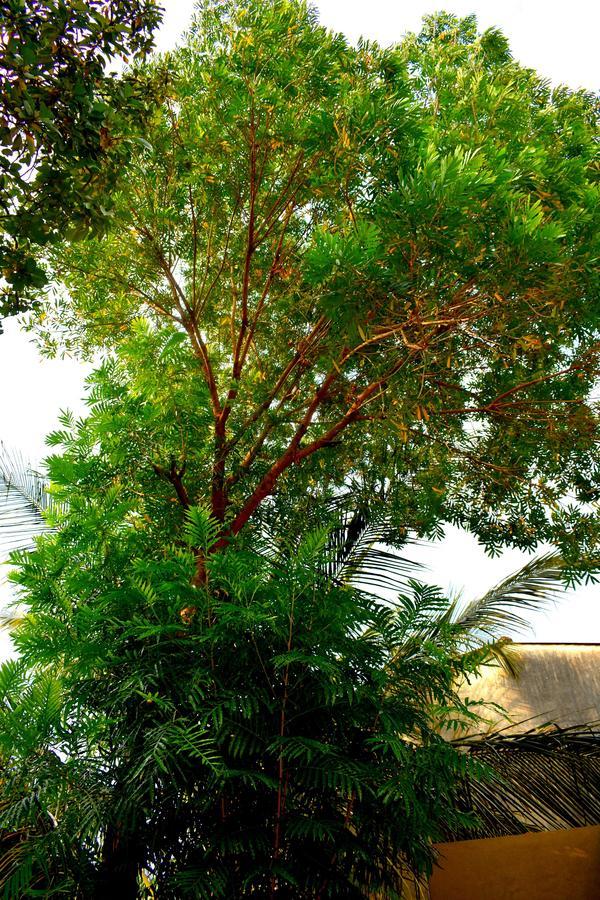 Villa Tulip Garden Anuradhapura Ngoại thất bức ảnh
